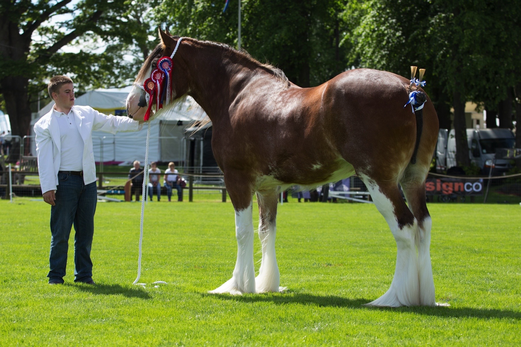 Young handlers finals - The qualification for the Young Handler’s Scheme will now be run between 1 May when and ending on the following 30 April