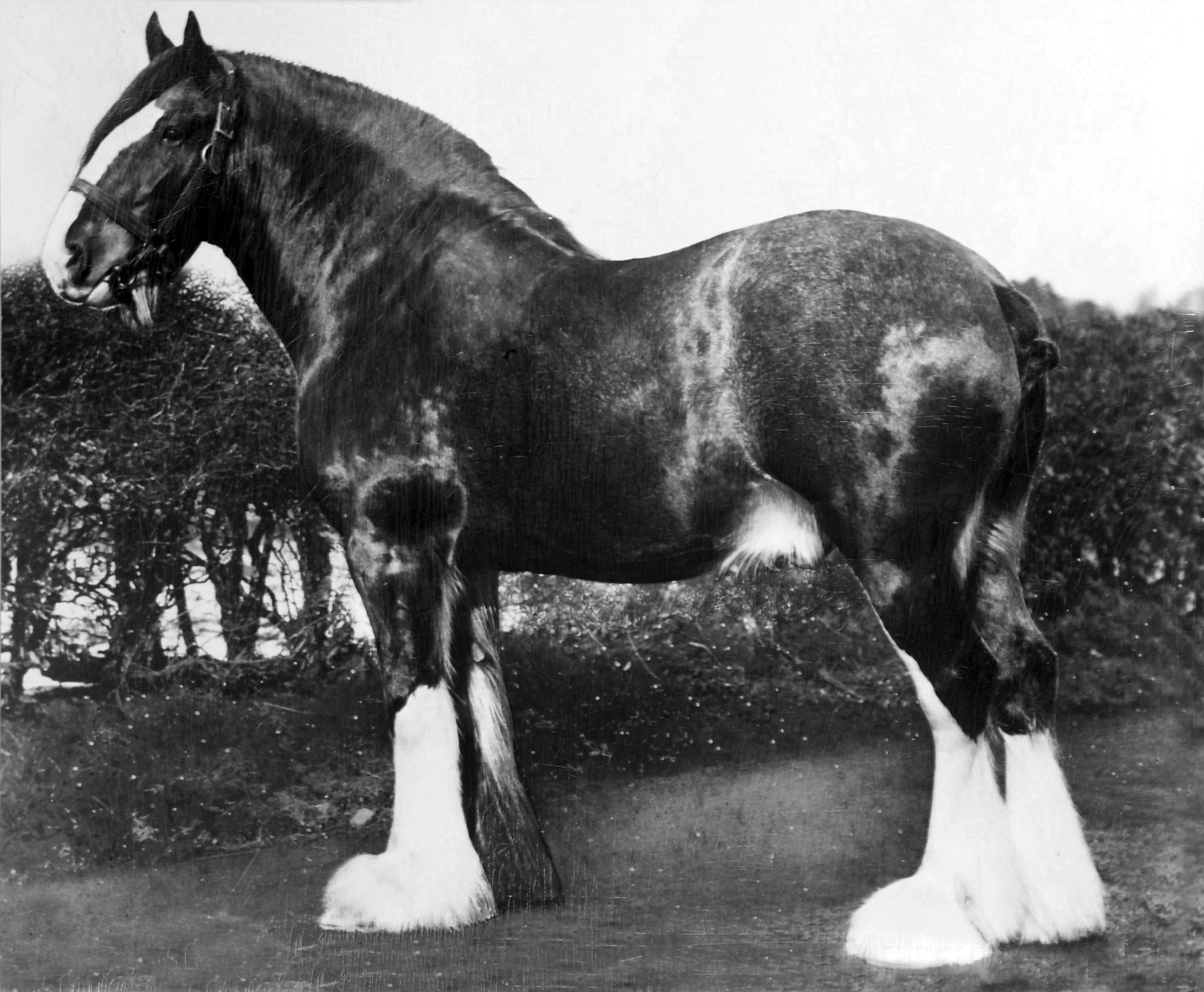 Lanark, Biggar & Peebles Foal Show -