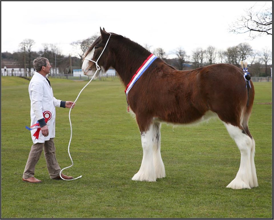 SEBA - Horse of The Year Winners - Great News for Clydesdales