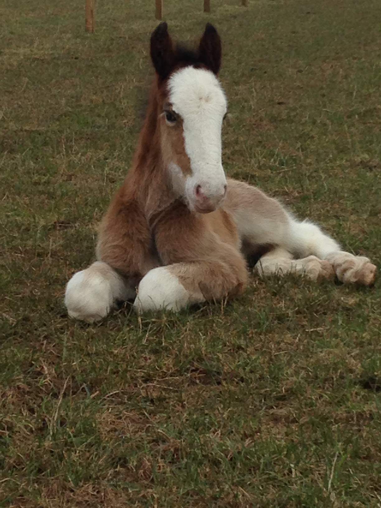 Foal Fatalities - Madigan Procedure - 