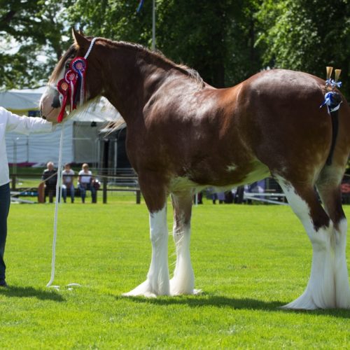 02 Rhshorse Fclyde Hanna