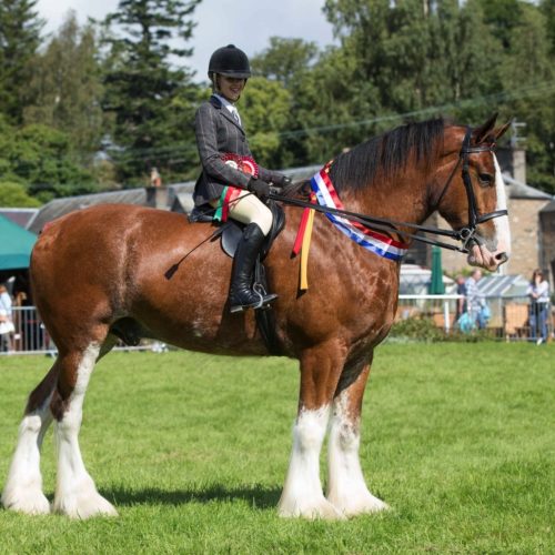 Blair Castle Clydesdale Noble A