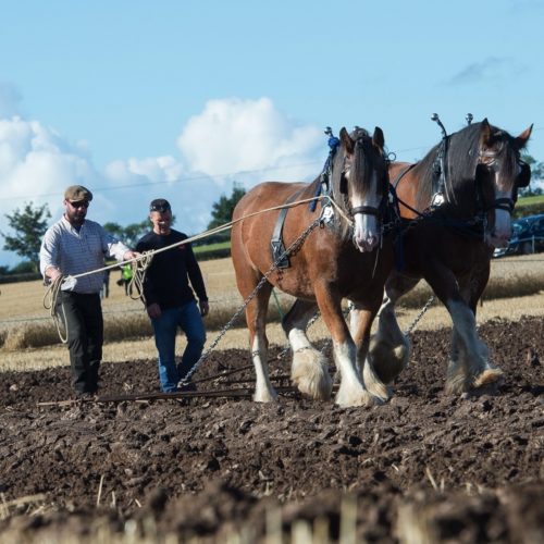 Heavyhorse Harrowing