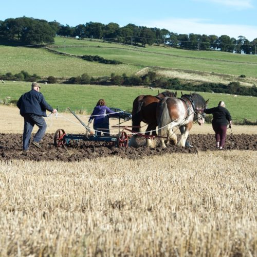 Heavyhorse Harrowing1