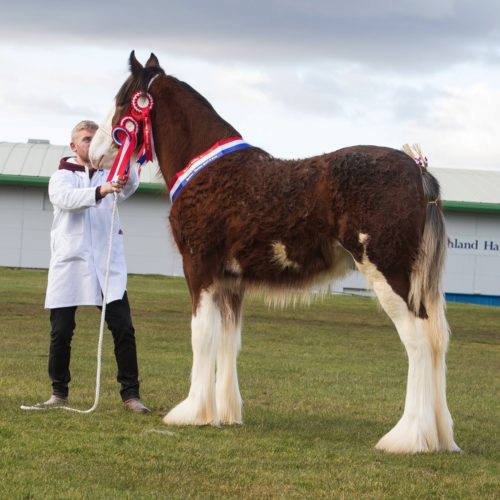 Stallion Clyde Cawdor Cup